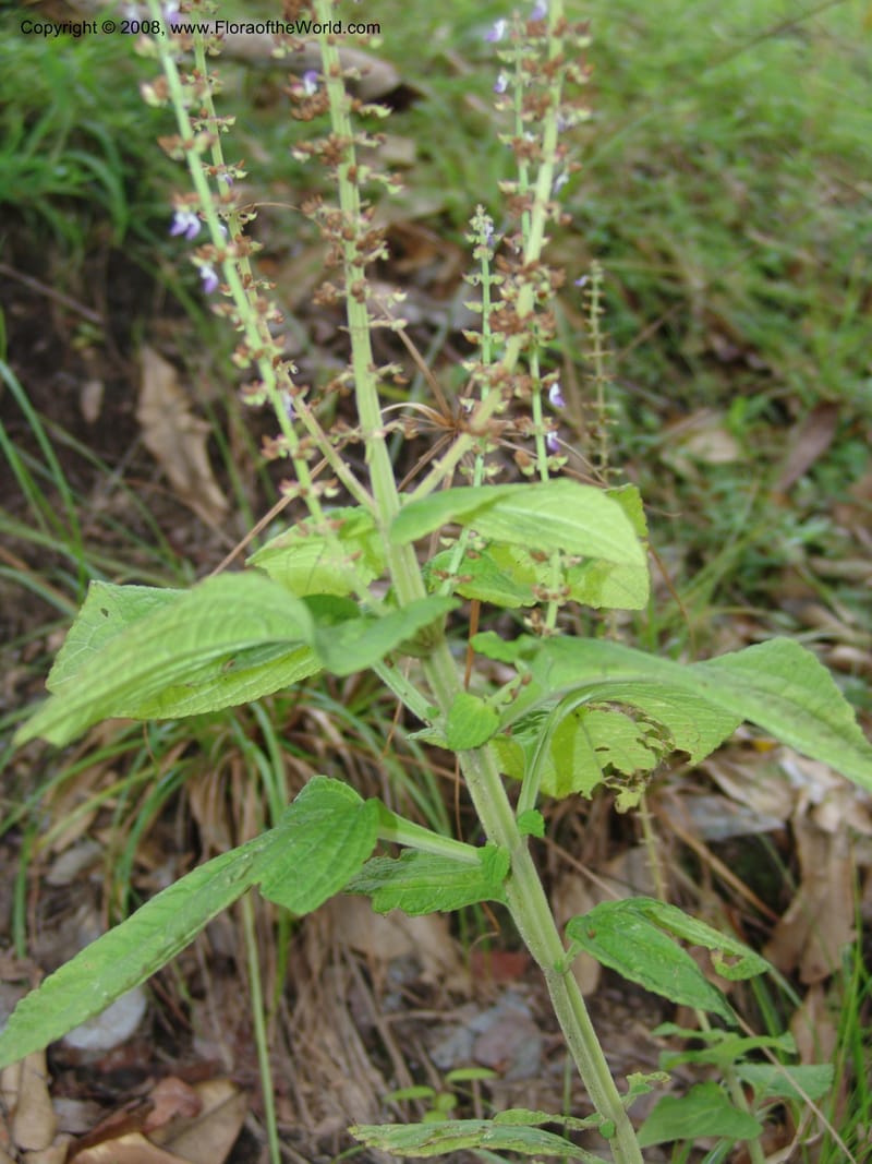 Plectranthus, MLeal1207--Gabon. Prv. Ogooue-Iv. Lope, Ogooue Riv. 21 Apr 06. 535.jpg