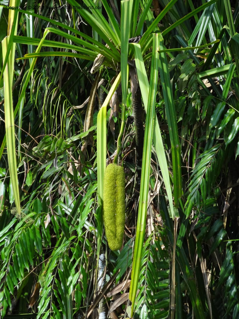 Pandanus helicopus, Callmander 1023--Sabah. Klias Forest Reserve. 3 Apr 2012. DSC06489 (194).JPG