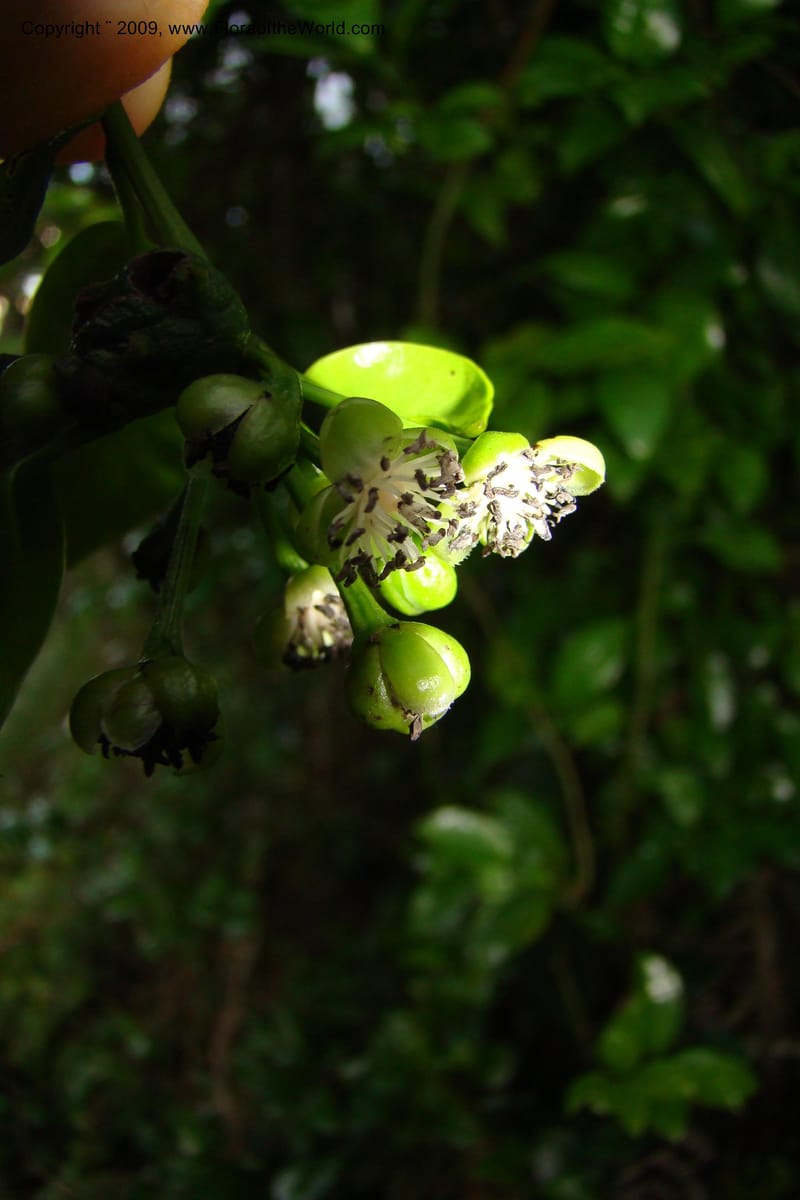 Barbeuia madagascariensis, Z. Rogers 1242--Madag. Prov. Fianar. E of Ifanadiana.15 Jan 09. 010.jpg