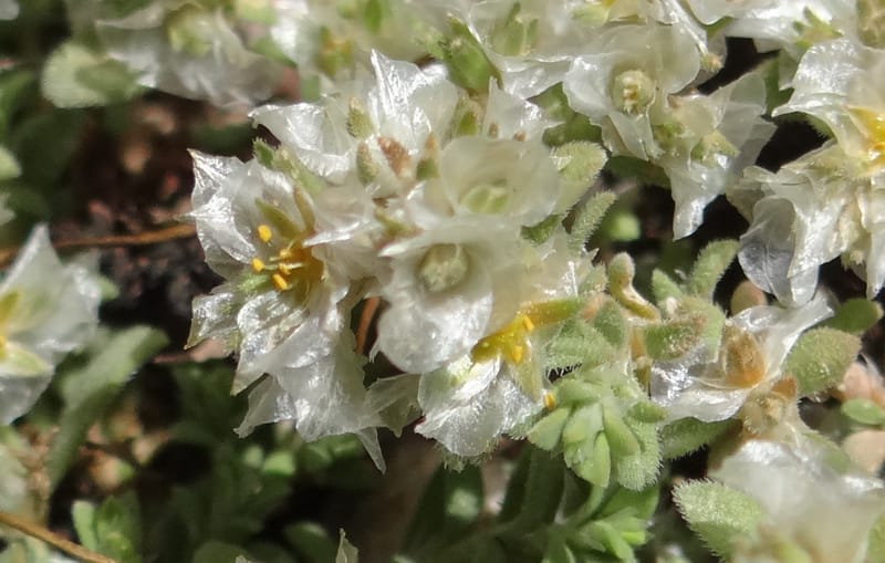 Paronychia kurdica--Iraq. Kurdistan. Shakh-i-Pira Magrun. 24 May 2013. DSC05074 (119).JPG