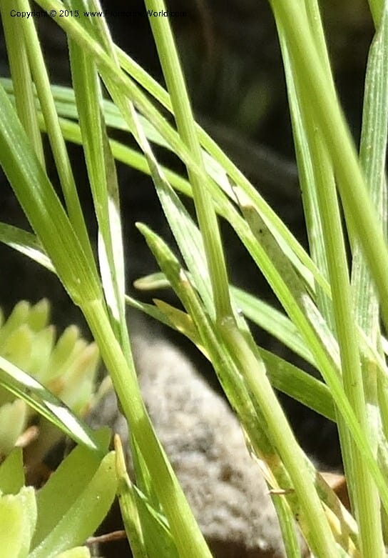 Agrostis scabra, Davidson, C 12566--Idaho. Valley Co. Payette Lake. Sylvan Beach. 12 Jul 2014. DSC09429 (253).JPG