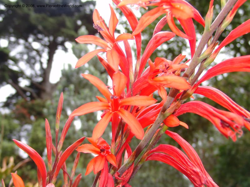 Watsonia fulgens--CA. San Francisco Arbor. 3 Jul 07. 228.jpg