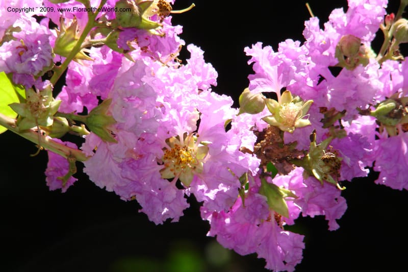 Lagerstroemia mathewsii--South Africa. Durban Botanical Garden. 30 Jan 09. 136.jpg