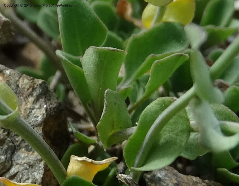 Noccaea fendleri, Davidson, C 12589--ID. Idaho Co. Seven Devils Camp Ground. 15 Jul 2014. DSC00113 (61).JPG
