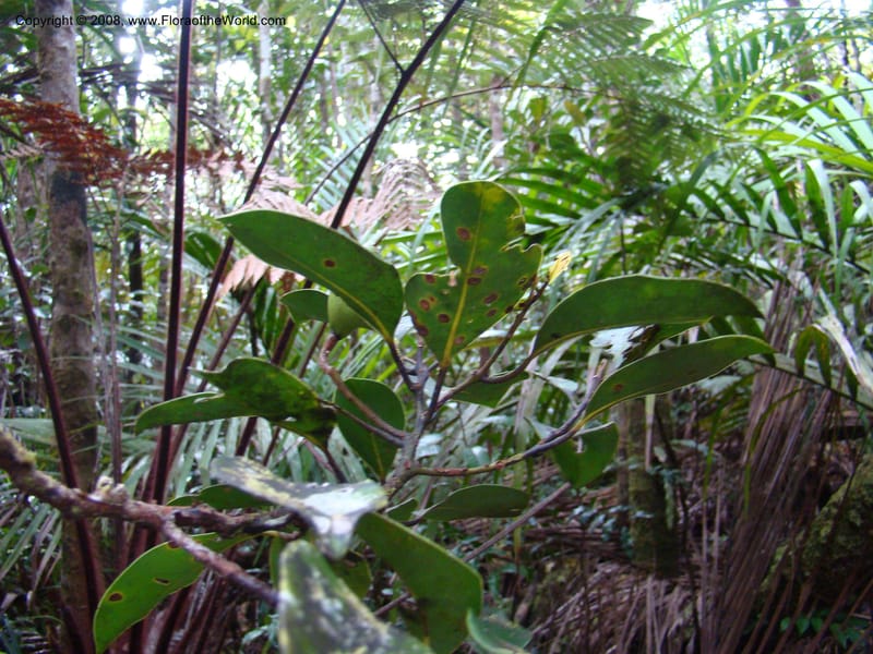 Endiandra, JMunzinger4848--New Caledonia. Plateau de Dogny. 19 Nov 07. 098.jpg