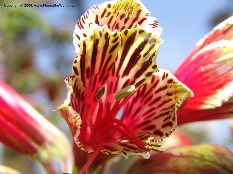Alstroemeria psittacina--CA. Mendocino Co. Mendocino Coast Bot. Garden. 25 Jun 06. 061.jpg