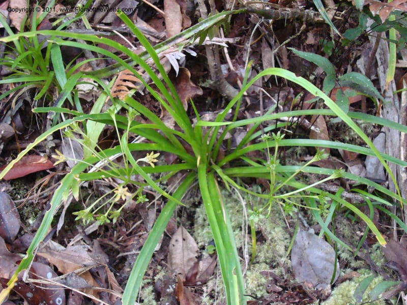 Campynemanthe, Munzinger, J 4843--New Caledonia, Dogny, 19 Nov 2007,  063 (15).jpg
