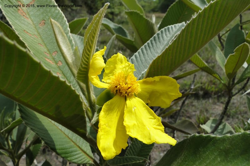 Dillenia hookeri, Regalado 1957--Viet Nam. Forest Block 19. 15 May 2011. 033 (6).jpg