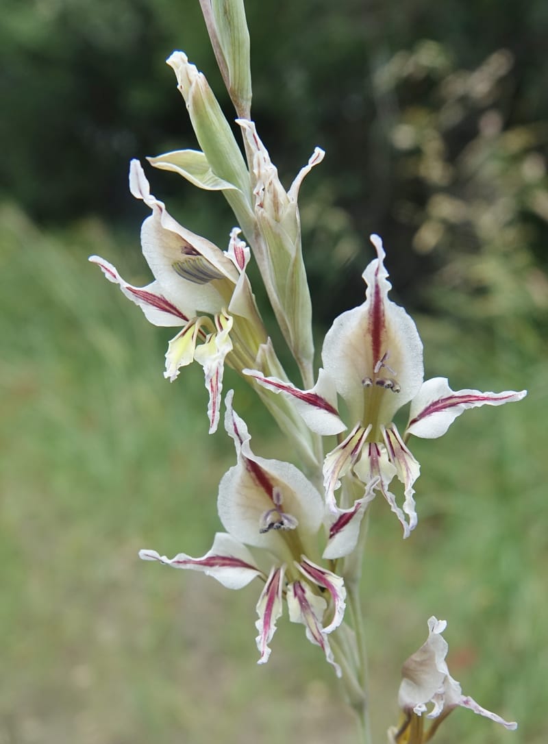Gladiolus permeabilis, L. Nanyeni 1274--Namibia. Hwy D2859. Odom 418. 30 March 2018. DSC04324 (93).JPG