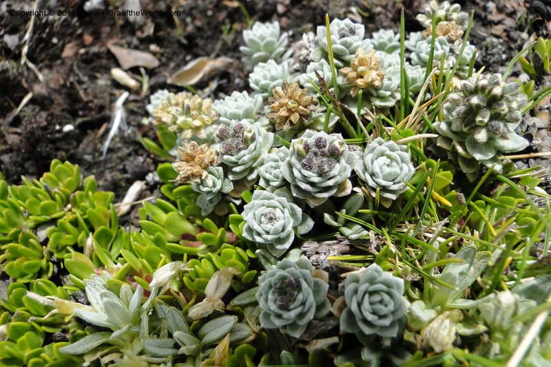 Draba, Ulloa 2022--Ecuador. Napo. Volcan Antesana. 2 Jun 2011. 063 (6).jpg