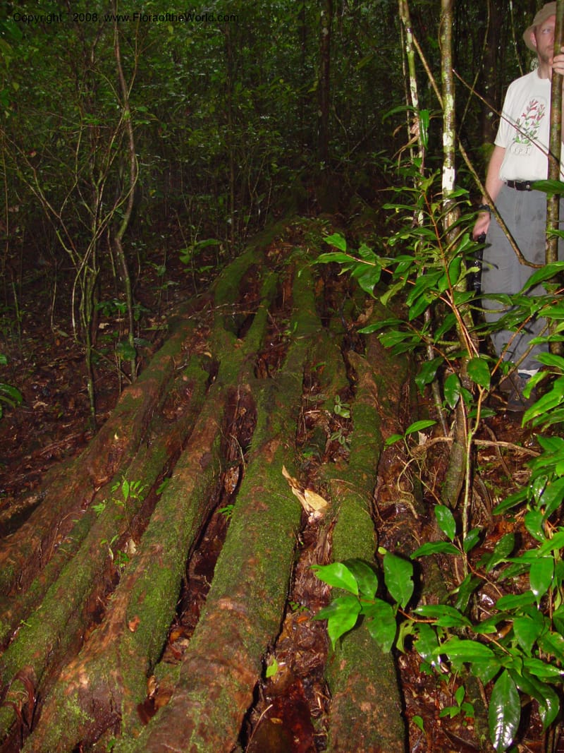 Minquartia log, ancient tree fall near the waterfall--Fr. Guiana. Kaw Mts., along 'Caves Trail'. 20 Mch 02. 002.jpg