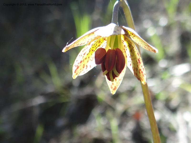 Fritillaria atropurpurea, Davidson, C 12131--Calif. Nevada Co. 19 Apr 2013. DSC03185 (5).JPG