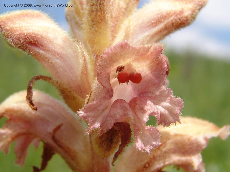 Orobanche--Georgia. Gori Upland, Gareji Steppe. Near salty lake. 9  Jun 05. 335.jpg