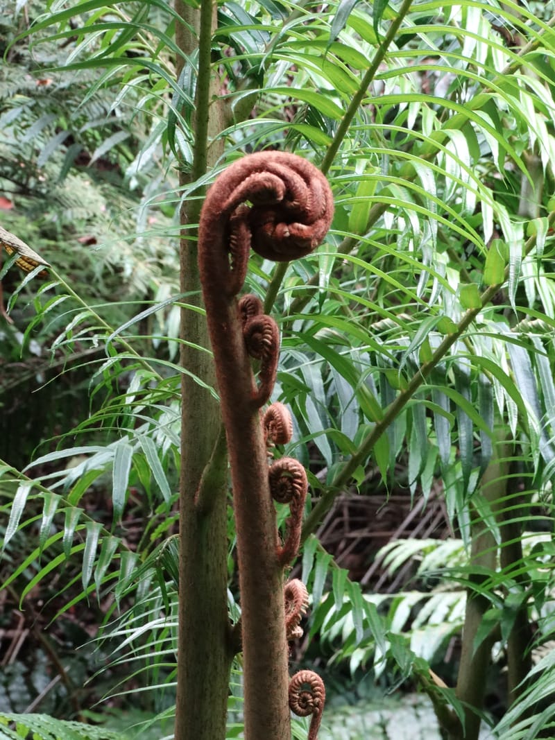 Angiopteris, Munzinger, J 7403--New Caledonia. Haute Robinson. 11 Nov. 2015. DSC00909 (309).JPG