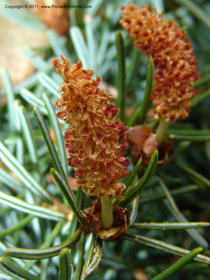 Picea omorika--France. Paris. Jardin des Plantes. 28 Apr 05. 122.jpg