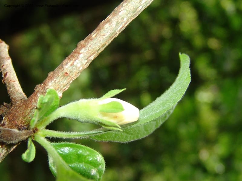 Tapiphyllum, PEzrom262--Tanz. Mahenge F. R.  Mahenge-Ifakara. 16 Feb 06. 162.jpg