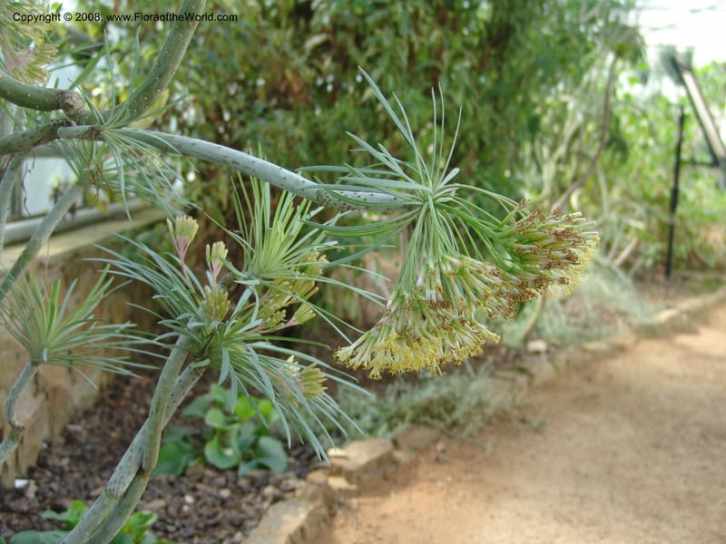 Senecio--Spain. Andalucia. Jardin Botanico de Cordoba. 2 Oct 04. 040.jpg