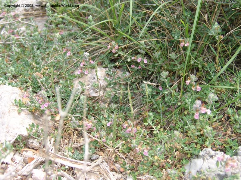Teucrium divaricatum--Crete. Ep. Kisamos. Sirikari Gorge. 25 May 05. 257.jpg