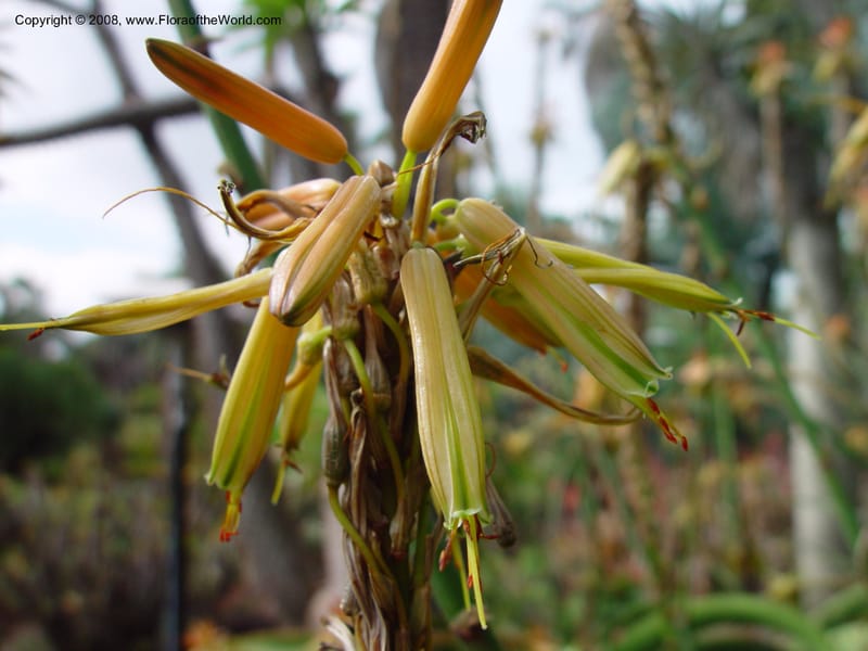 Aloe vanbalenii, 59629--CA. Huntington Bot. Gard. 14 Feb 03. 054.jpg