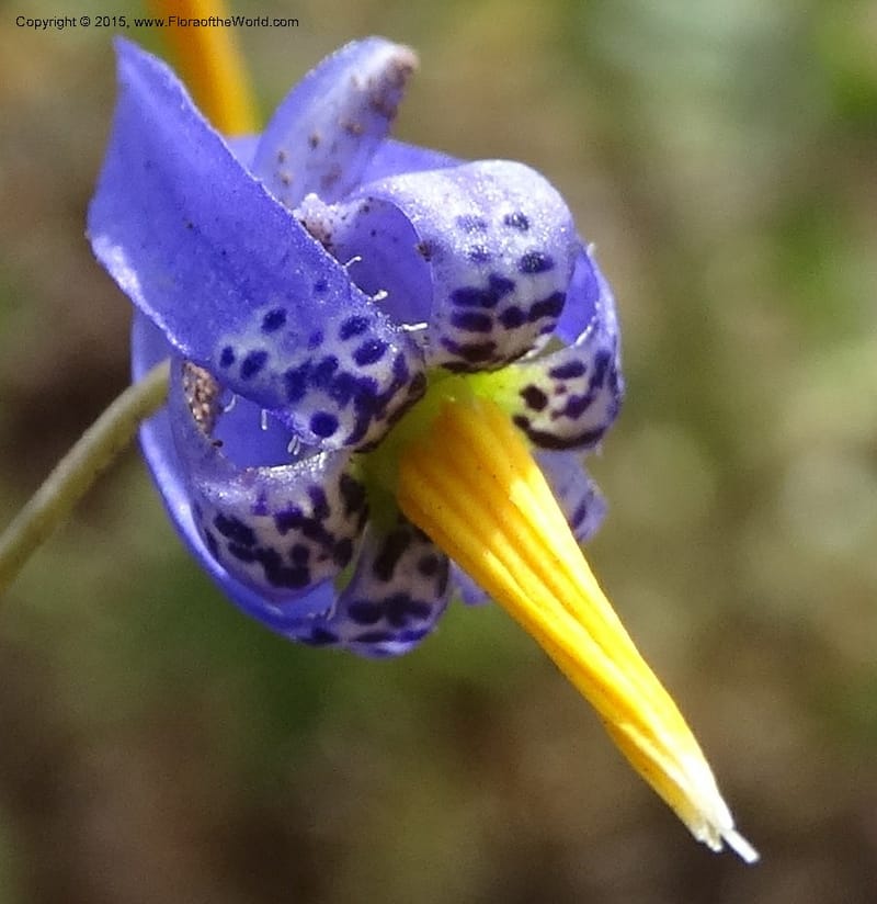 Conanthera bifolia, Davidson, C 12823--Chile. Ruta J-55 east of Talca. 27 Nov 2014. DSC08656 (17).JPG