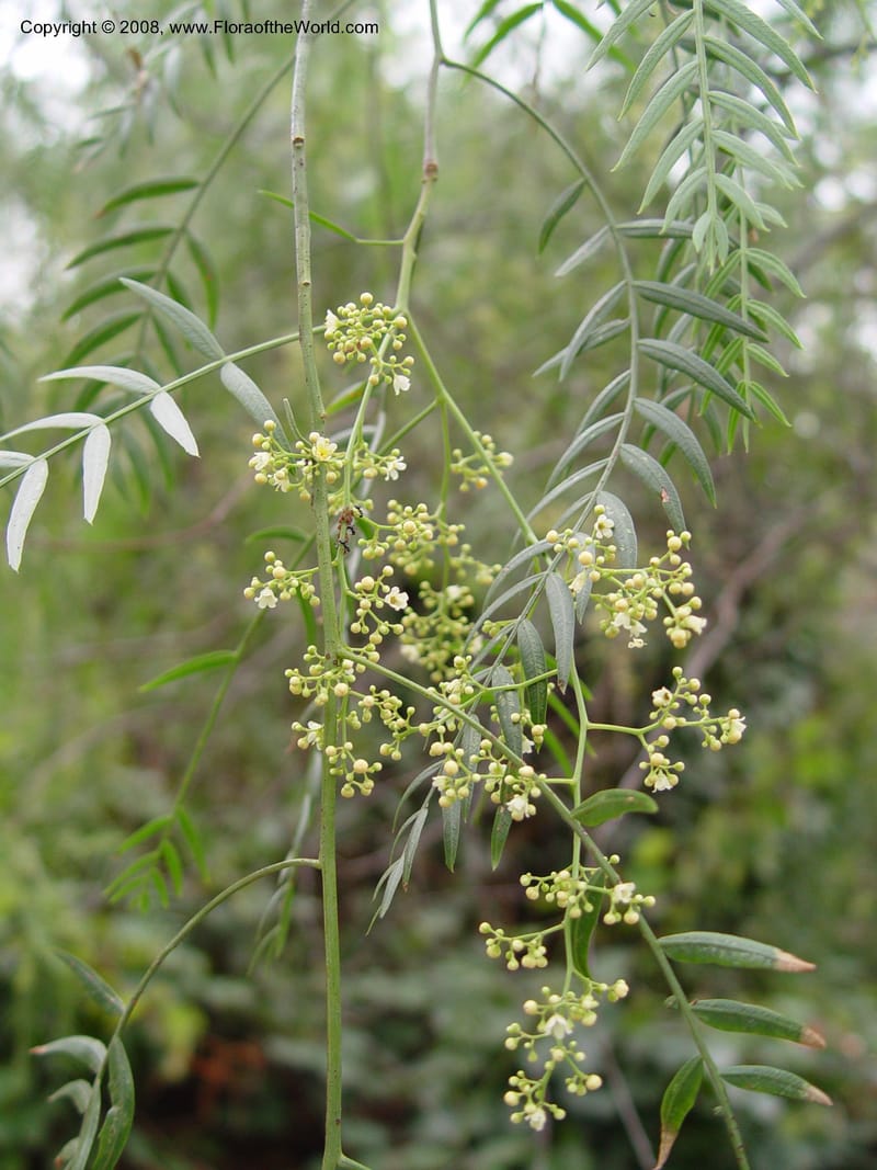 Schinus molle--Durban Botanic Garden. 27 Sept 03. 029.jpg