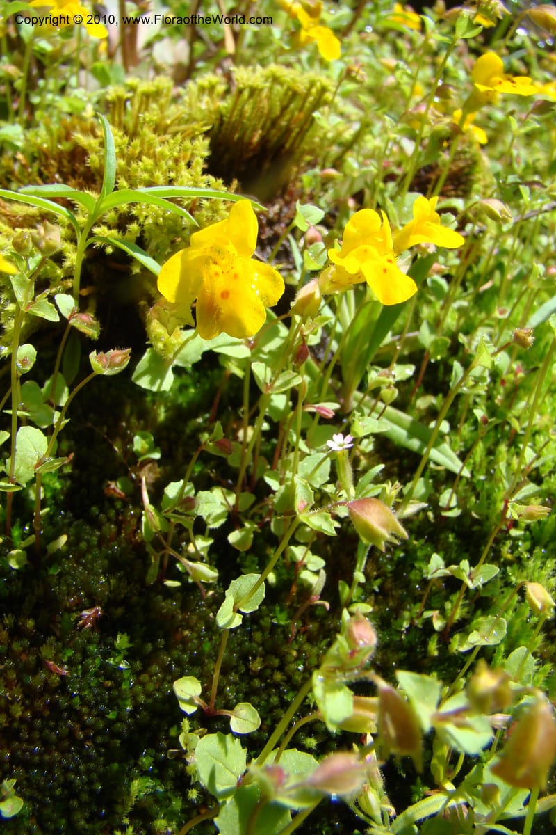 Mimulus guttatus, C. Davidson 11462--ID. Valley Co. Warm Lake. 16 June 2009. 086.jpg