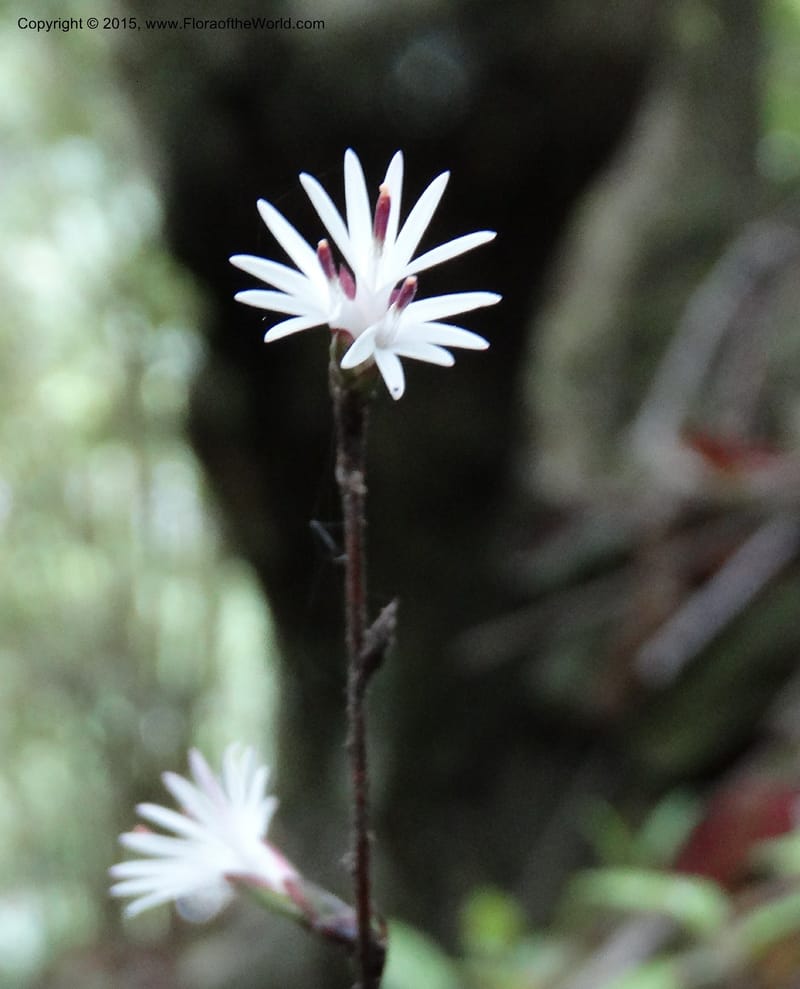 Ainsliaea, Boufford, D 43726--China. Sichuan. YangLiuPing to LongDianZi. 14 May 2014. DSC06764 (19).JPG