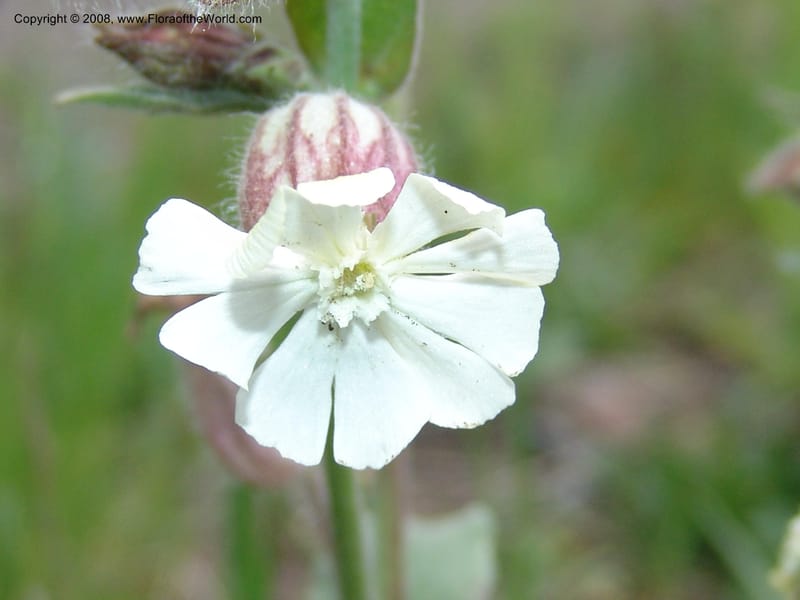 Vaccaria album--Georgia. Vic. of Tskhrats'karo Pass. 7 Jun 05. 333.jpg