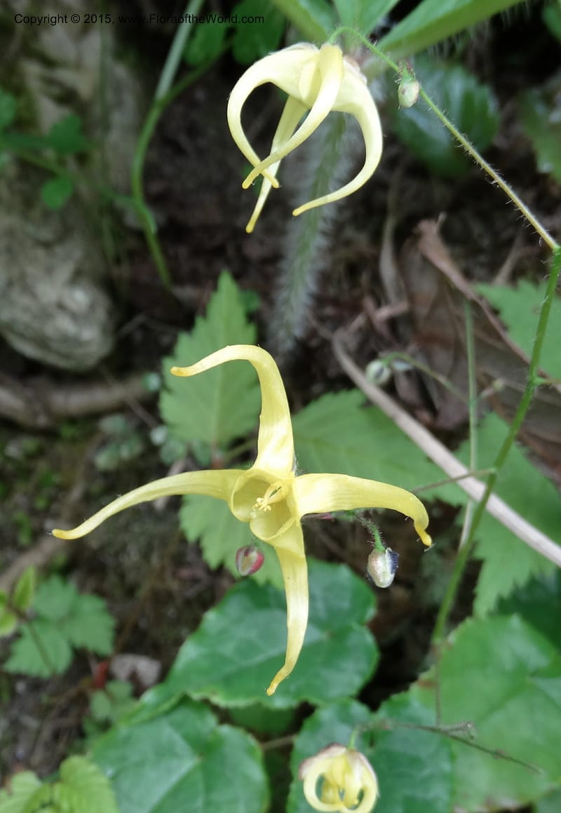 Epimedium, Boufford, D 43586--China. Sichuan. Tudiling Tunnel. 6 May 2014. DSC03860 (183).JPG