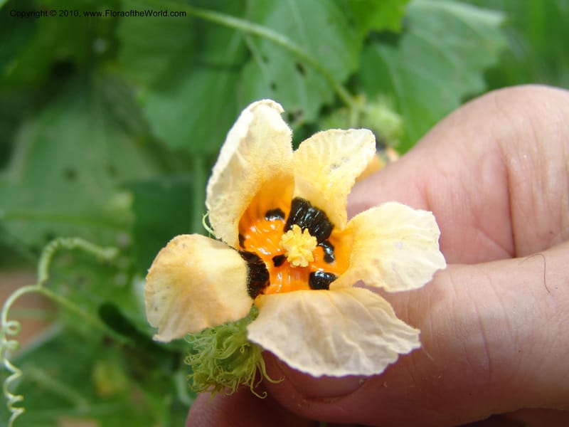 Momordica foetida, R. Gereau 6794--Tanz. Ulanga Distr. Mbangayao Sch. 12 Feb 06. 039 (8).jpg