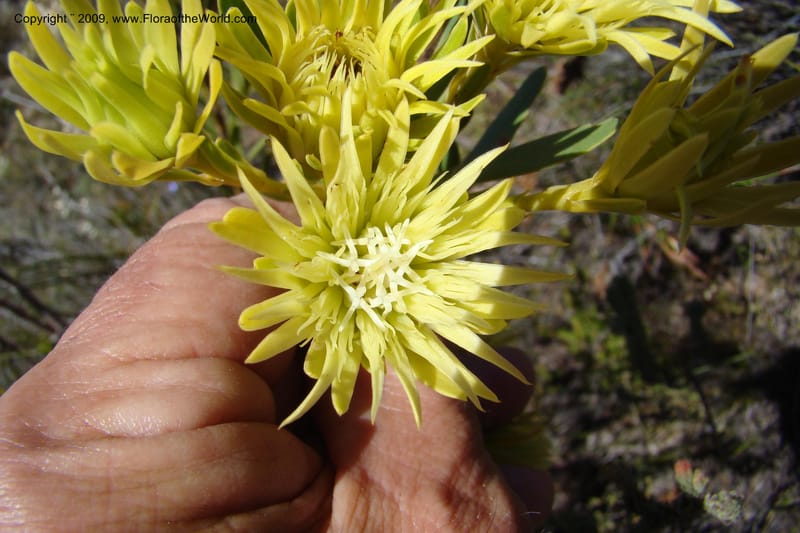 Aulax umbellata, Z. Rogers 1250--So. Africa. W. Cape. Grabouw to Kleinmond. 19 Jan 2009. 043.jpg