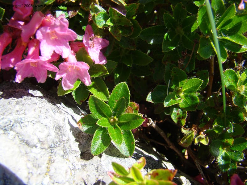 Rhododendron hirsutum, CDavidson11243--Slovenia. Gorenska Reg. Velika Planina. 6 Jul 08. 021.jpg