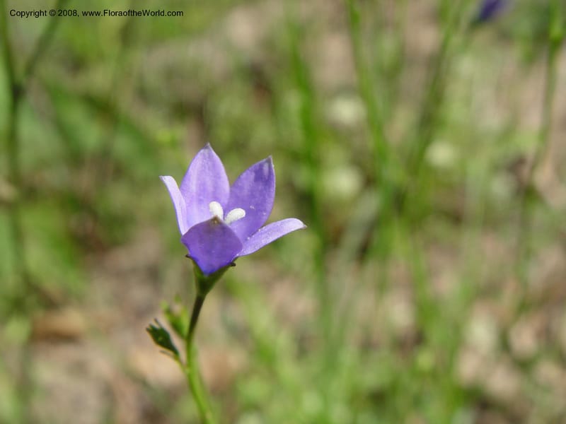 Wahlenbergia--So. Africa. KwaZuluNatal. Rd to Lake Sabaya Lodge.  30 Sep 03.  016.jpg