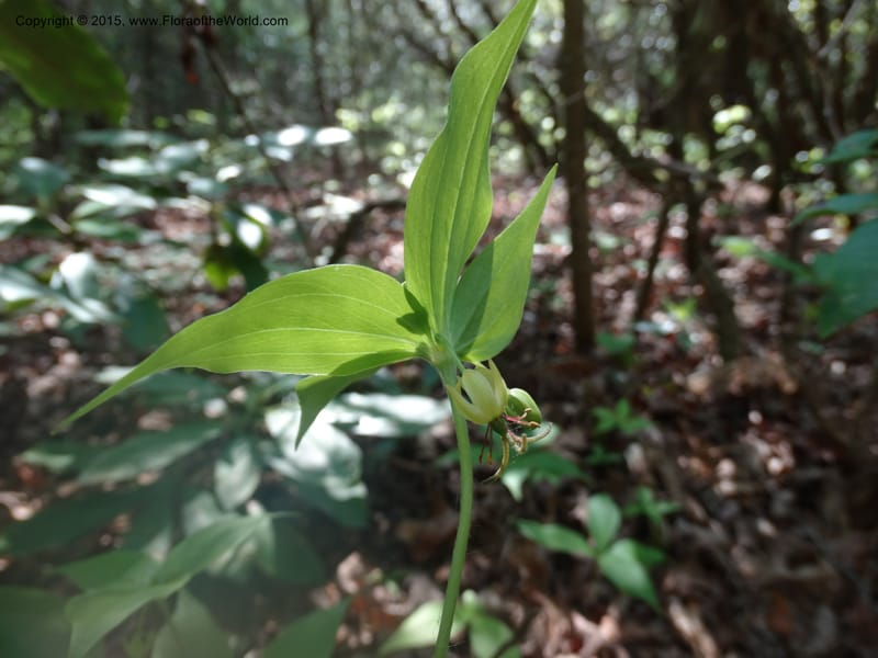 Mediola virginiana, Davidson, C 12947--North Carolina. Trans. Co. W Cradle of For. 11 May 2015. DSC03837 (56).JPG