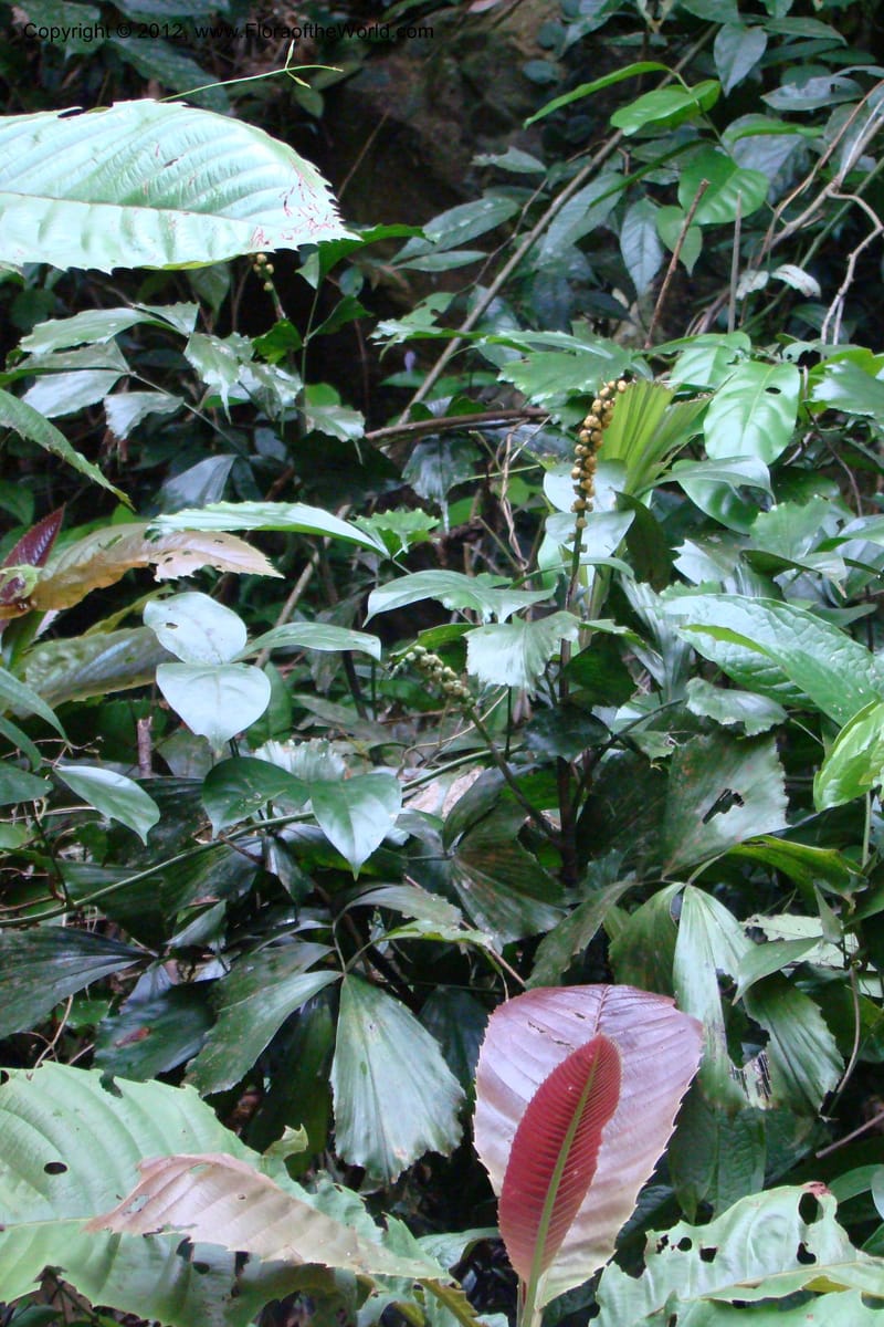 Arenga caudata, Regalado 1719--Viet Nam. Thua Thien Hue Prov. Nam Dong Distr. Thuang.12 Apr 09. 323.jpg