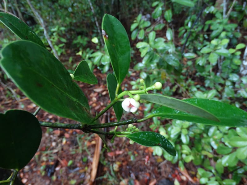 Garcinia, Lowry, P 7405--New Caledonia. Creek Hervouet. 19 Nov 2015. DSC03817 (97).JPG
