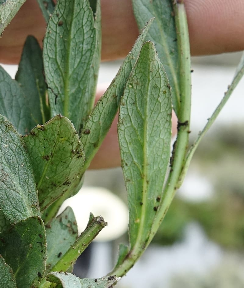 Adenophora jasionifolia, D. Boufford 44018--China. Sichuan. Daocheng Xian. 14 Aug 2017. DSC05676 (156).JPG