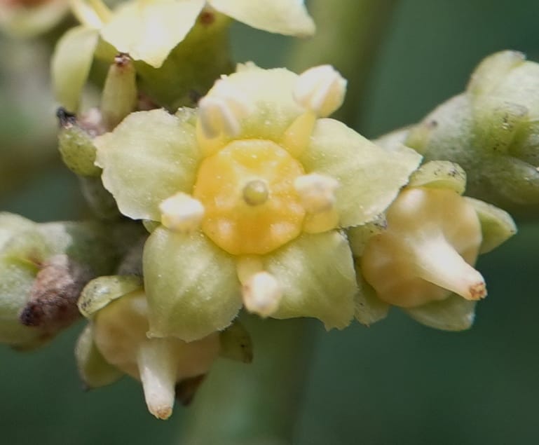 Mastixia pentandra, D. Boufford 44162--China. Yunnan. Bu Long Shan. 6 May 2018. DSC02824 (20).JPG