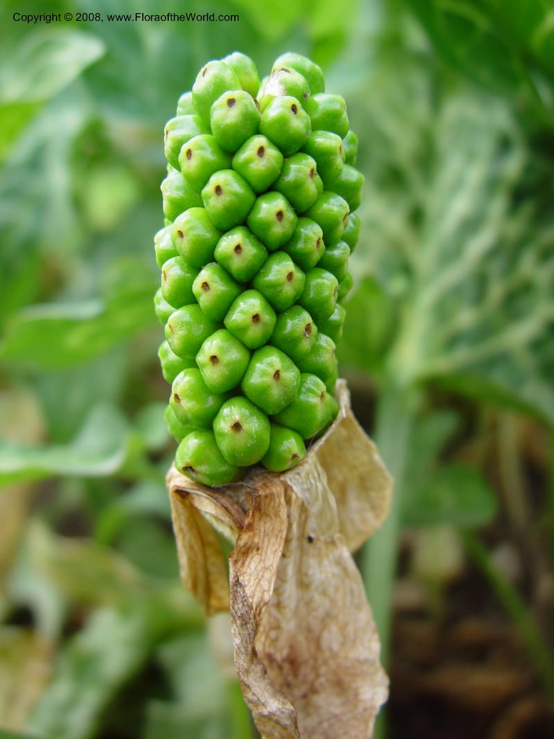 Arum italicum--France. Paris. Jardin des Plantes. 30 May 03. 007.jpg