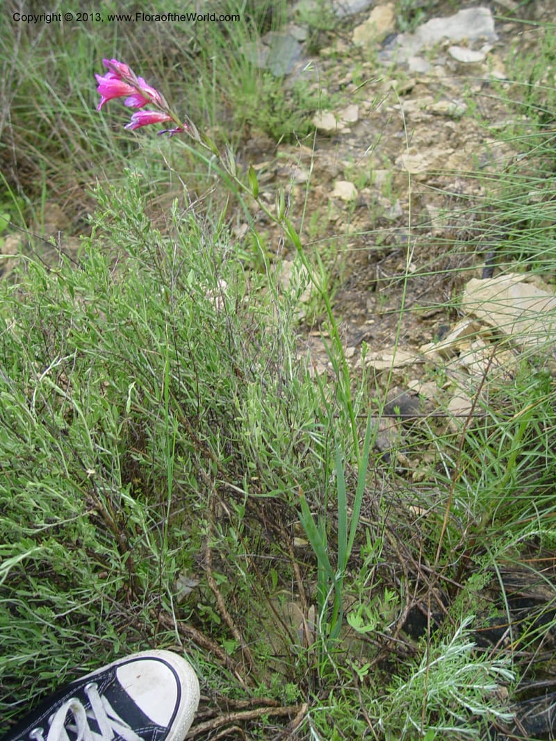 Gladiolus illyricus--Spain. Almeria Prv. Ca 5 km S on AL140. 15 Apr 04. 010 (2).jpg