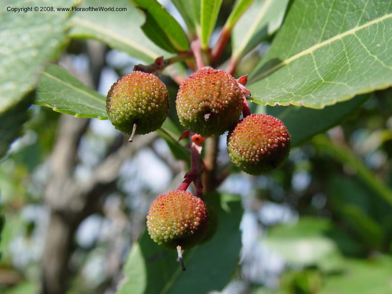 Arbutus unedo--Spain. Prov. Barcelona. Parc del Garraf. 20 Apr 04. 161.jpg