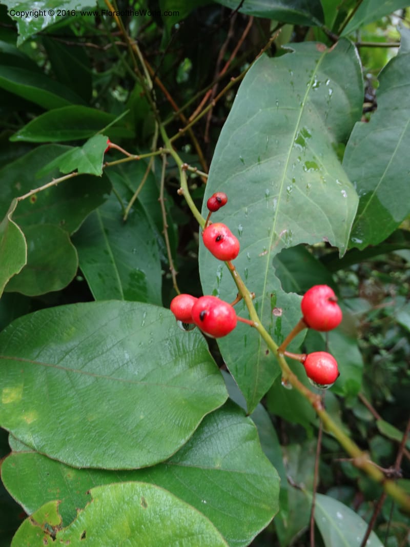 Lepisanthes fruticosa, Buerki, S 361--Sabah. Ulu Senagang. 9 Oct 2014. DSC03434 (23).JPG
