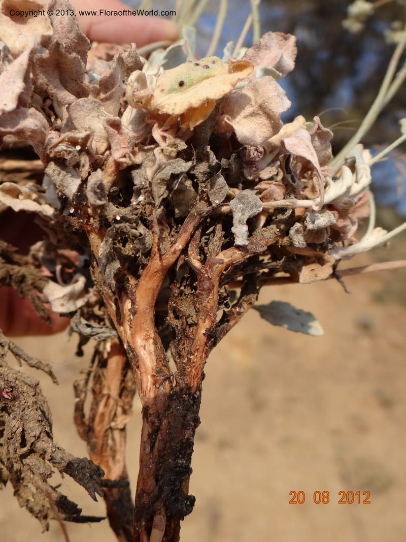Eriogonum strictum var. proliferum, Davidson, C 12096--USA, Owyhee County, Idaho, 20 Aug 2012  3018 (13).JPG
