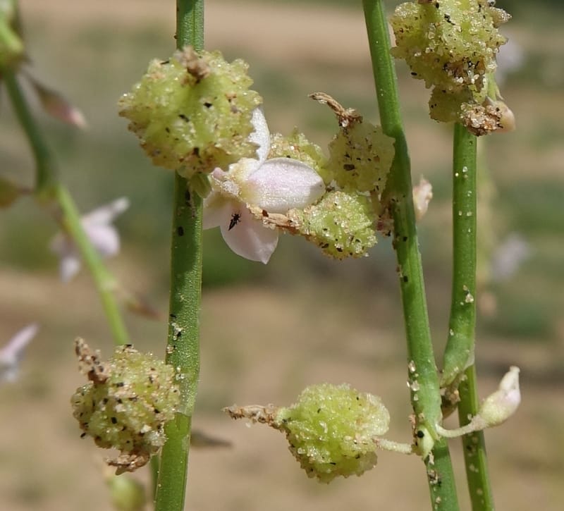 Oxygonum alatum, L. Nanyeni 1143--Namibia. B1 to Rehoboth, Frankie Fredricks St. 15 Mar 2018. DSC00565 (140).JPG