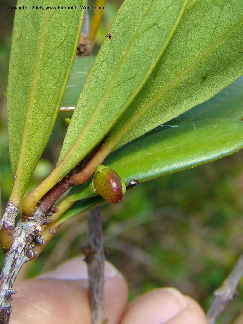 Medicosma, JMunzinger 4727--New Caledonia. Poum Mine. 13 Nov 07. 158.jpg