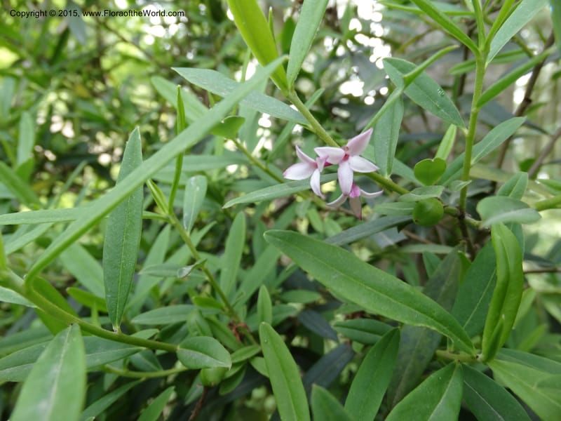 Daphne, Boufford, D 43593--China. Sichuan. Tudiling Tunnel. 6 May 2014. DSC03860 (78).JPG