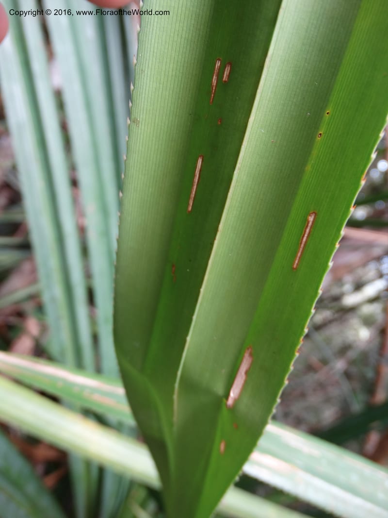 Pandanus occultus, Callmander, C 1183--Sabah. G. Silam. 1 Oct 2014. DSC00937 (226).JPG