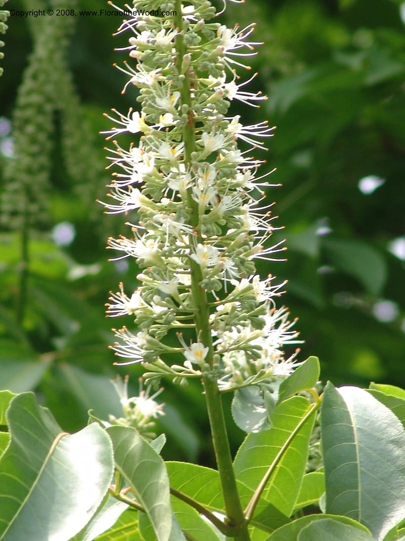 Aesculus wilsonii, 041380105--China. Hubei. Wuhan Botanical Garden. 24 Apr 07. 308.jpg
