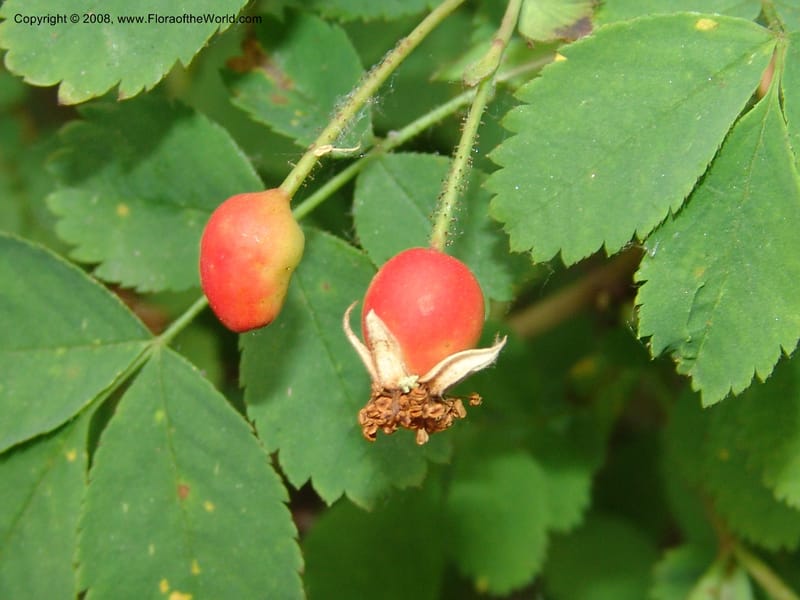 Rosa gymnocarpa--ID. Valley Co. Sylvan Beach, Payette Lake. 21 Aug 05. 002.jpg
