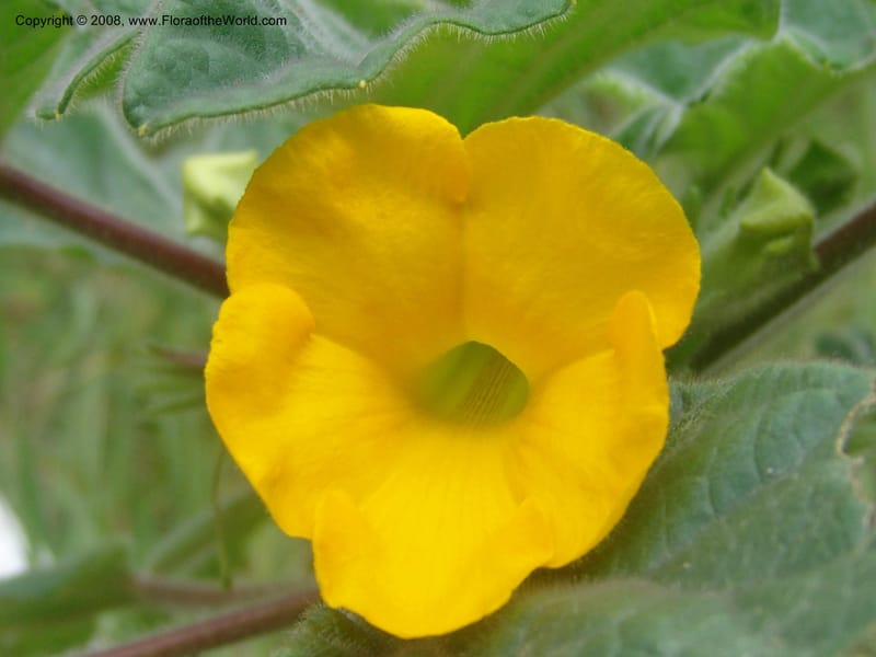 Uncarina roecosiliana--So. Africa. Mpumalanga. Karino, Whyte Thorne Garden. 19 Mch 05. 171.jpg